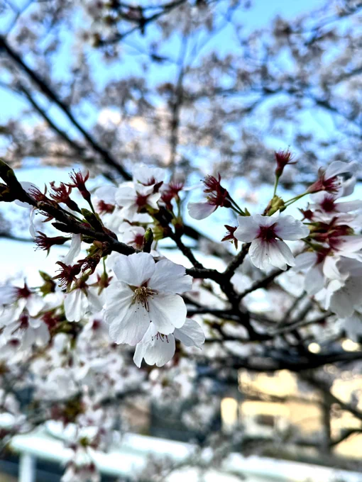 日本でも桜が満開です