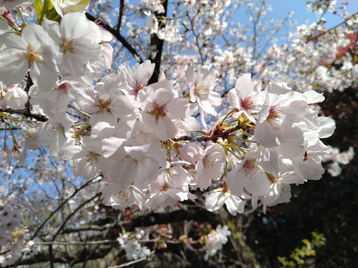 ちょびすた tweet media