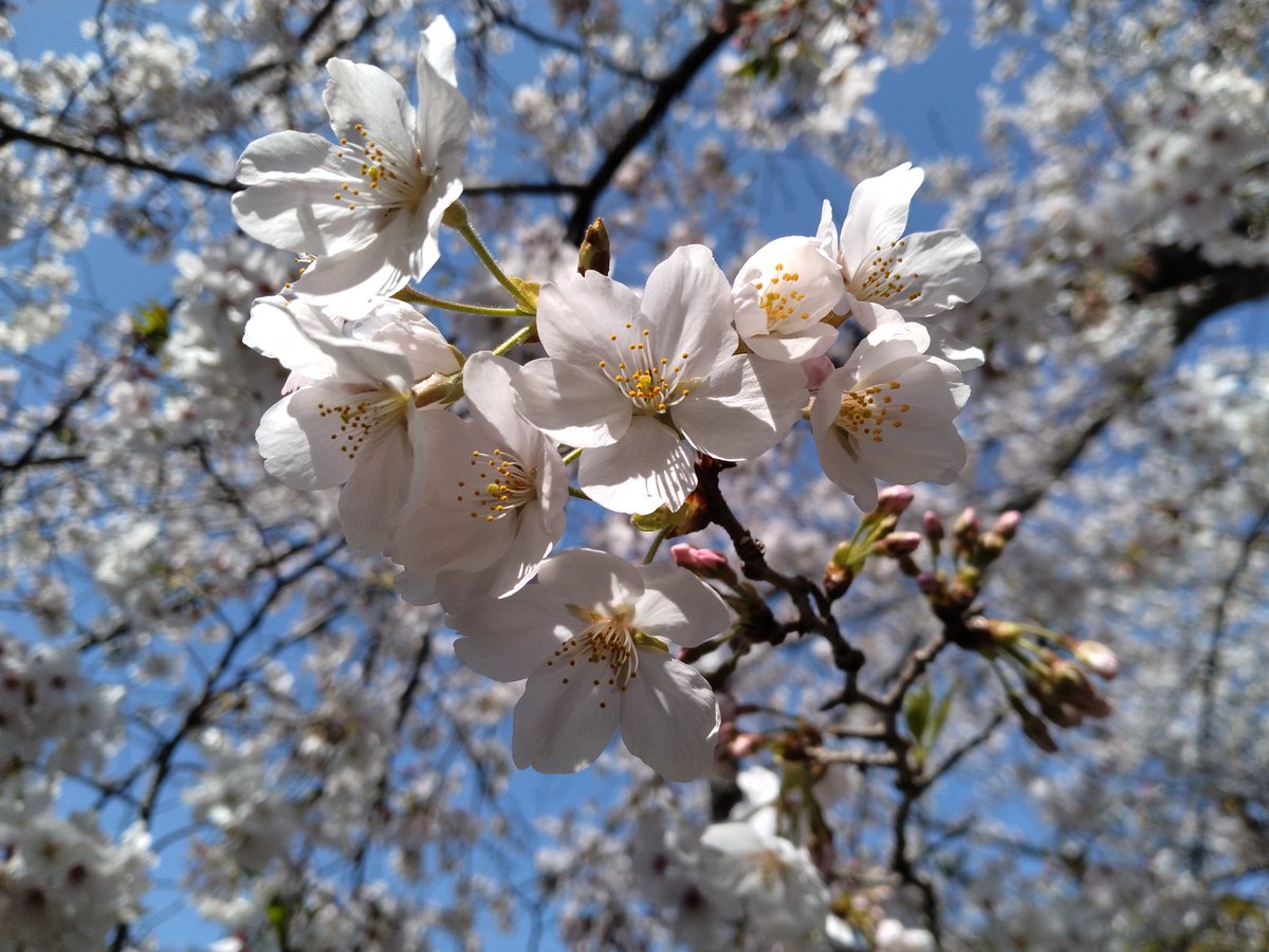 ちょびすた tweet media