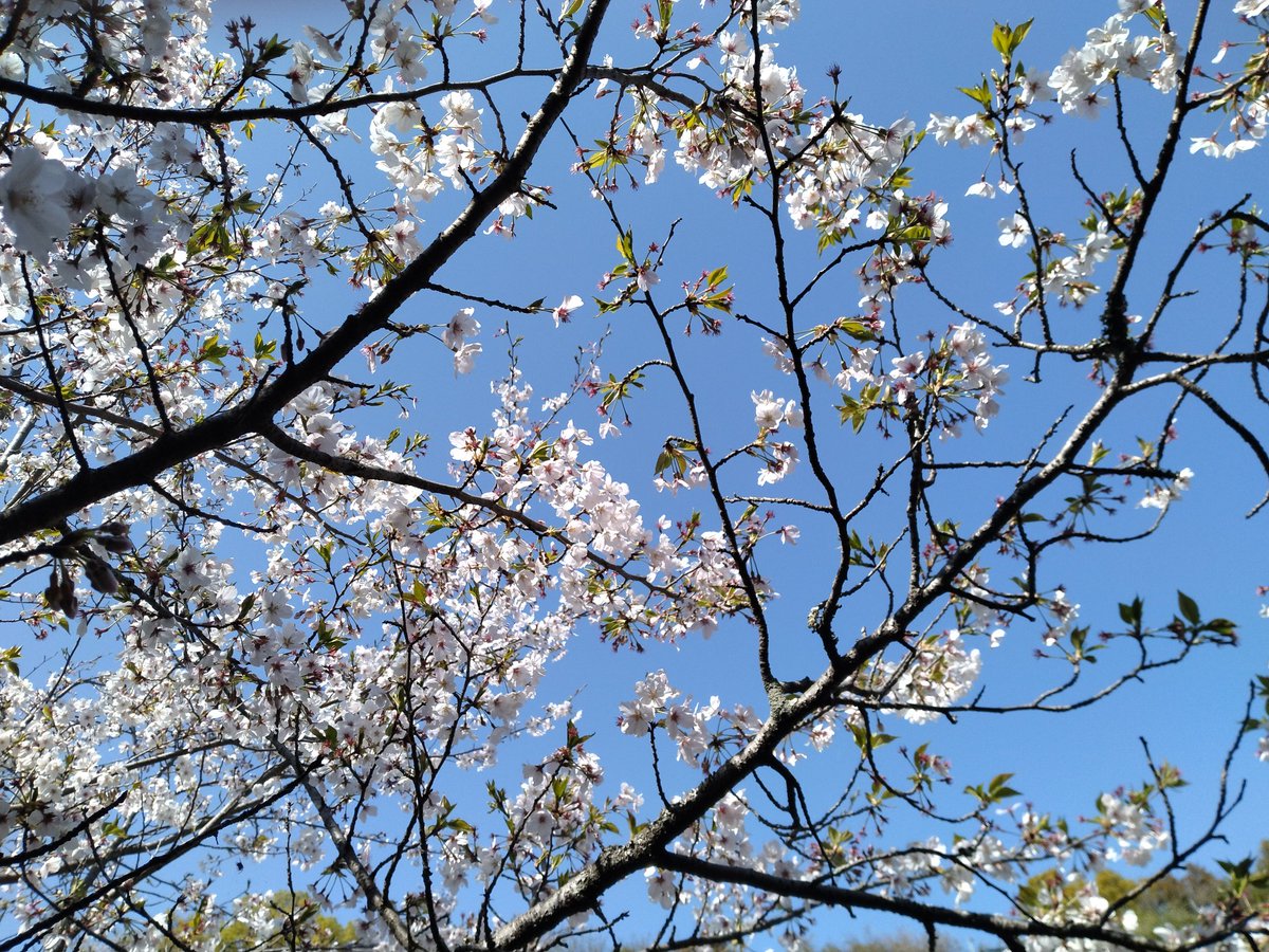 ちょびすた tweet media