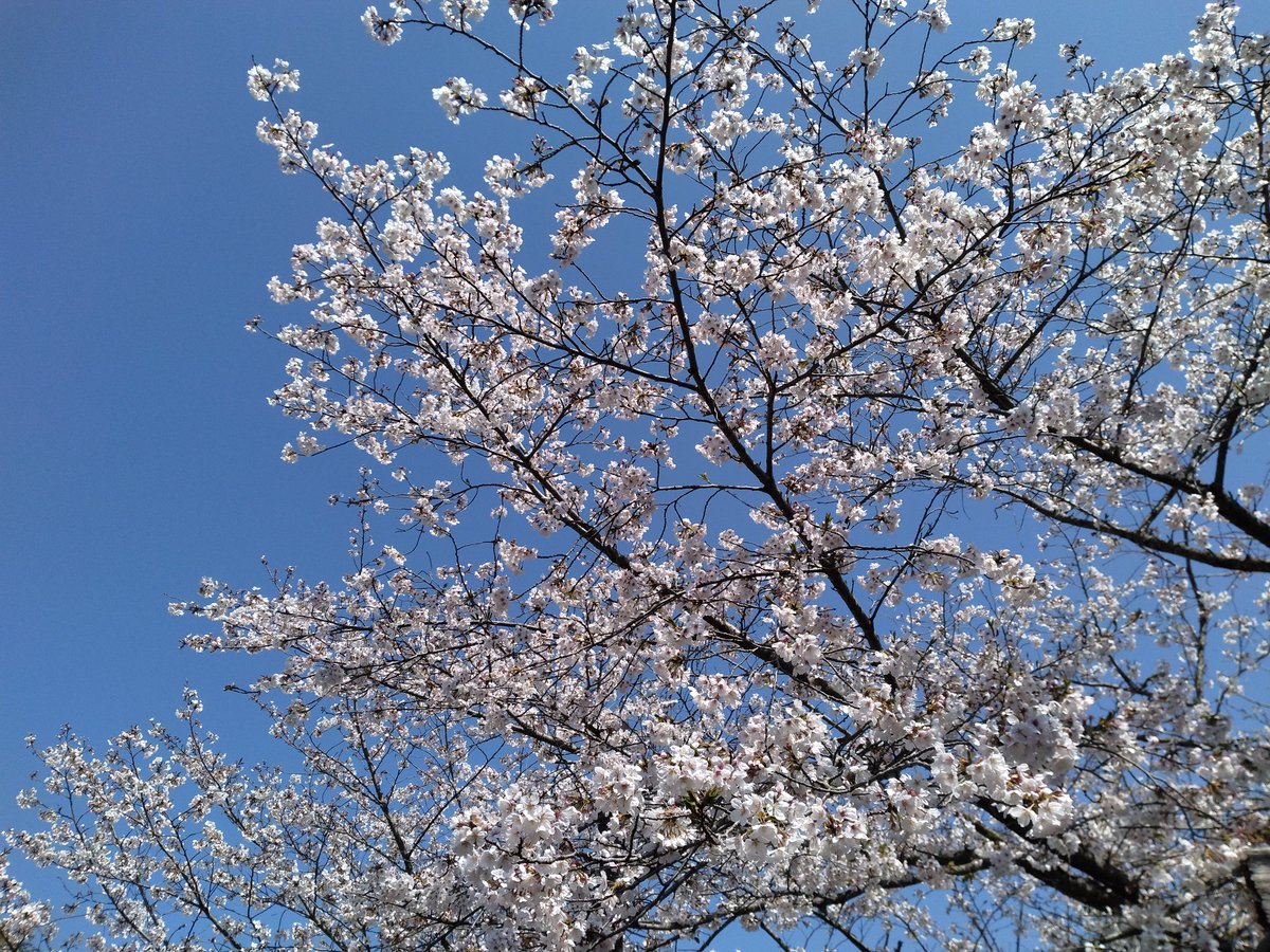 ちょびすた tweet media