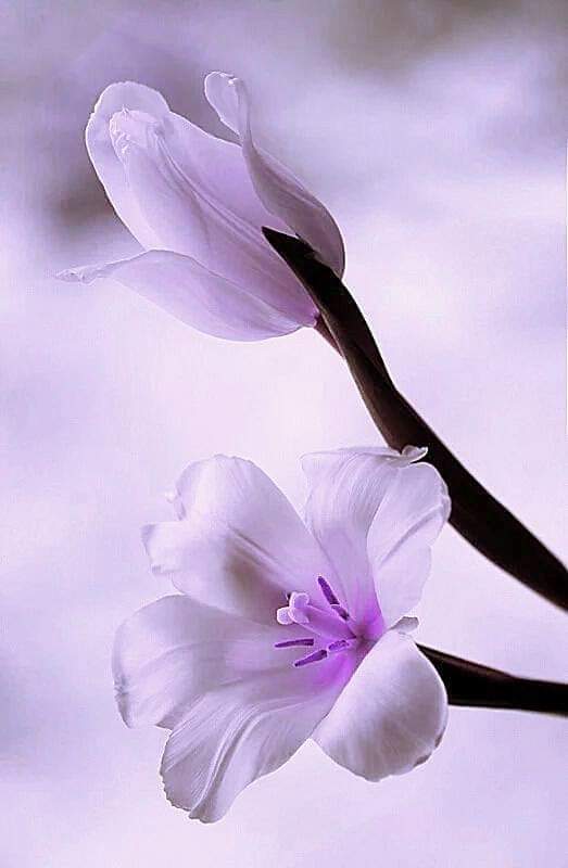 "﴿وَرَبُّكَ الْغَنِيُّ ذُو الرَّحمَة﴾ 
يقين القلب بأن الذي نقف ببابه غني يسع غناه حوائج جميع العباد ورحيمٌ لا يخذل قلوب المنكسرين   عليكم مواصلة الدعاء"
اللهم البشارات التي تحبها قلوبنا، والأيام التي تسرنا، والرحمات التي تتوالى، والعافية التي تدوم، والخير الذي لا ينقطع.