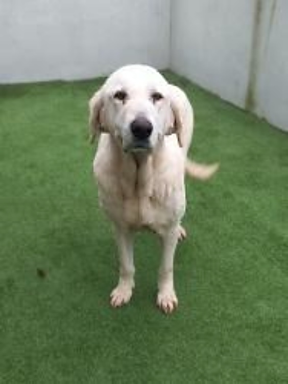 SosAbuelos1's tweet image. #PONTEVEDRA
Esta abuelita tan guapa es #LARA. 

Está en la 𝗽𝗲𝗿𝗿𝗲𝗿𝗮 𝗖𝗔𝗔𝗡 𝗱𝗲 𝗔𝗿𝗺𝗲𝗻𝘁𝗲𝗶𝗿𝗮, en #Meis.

Es muy noblota y pachona.

Necesita una familia para salir de allí, por favor 🙏. Una jaula nunca es lugar para un animal.

Su adopción es gratuita con