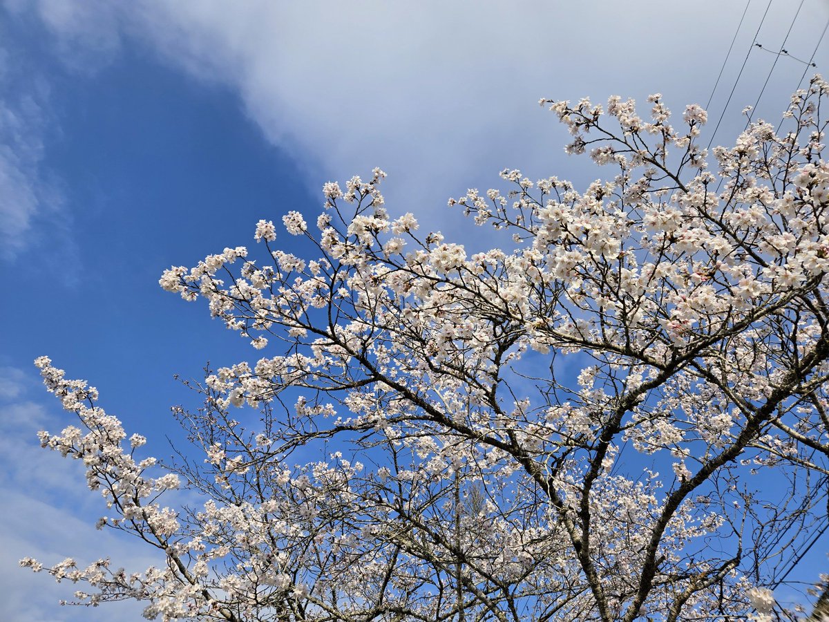 絵本ちゃん tweet media