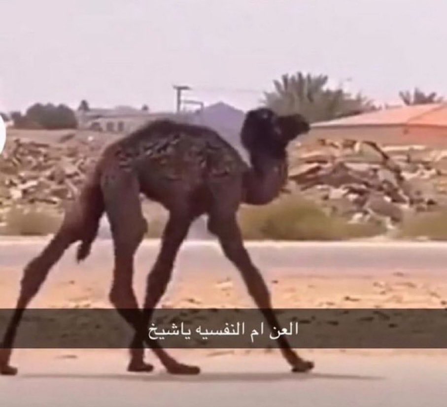 فلو tweet media