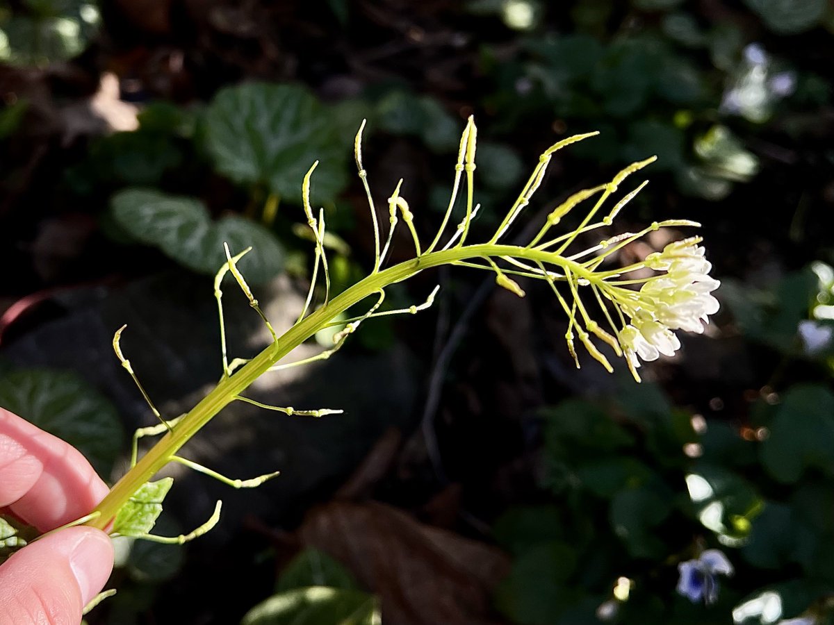 もももぐら tweet media