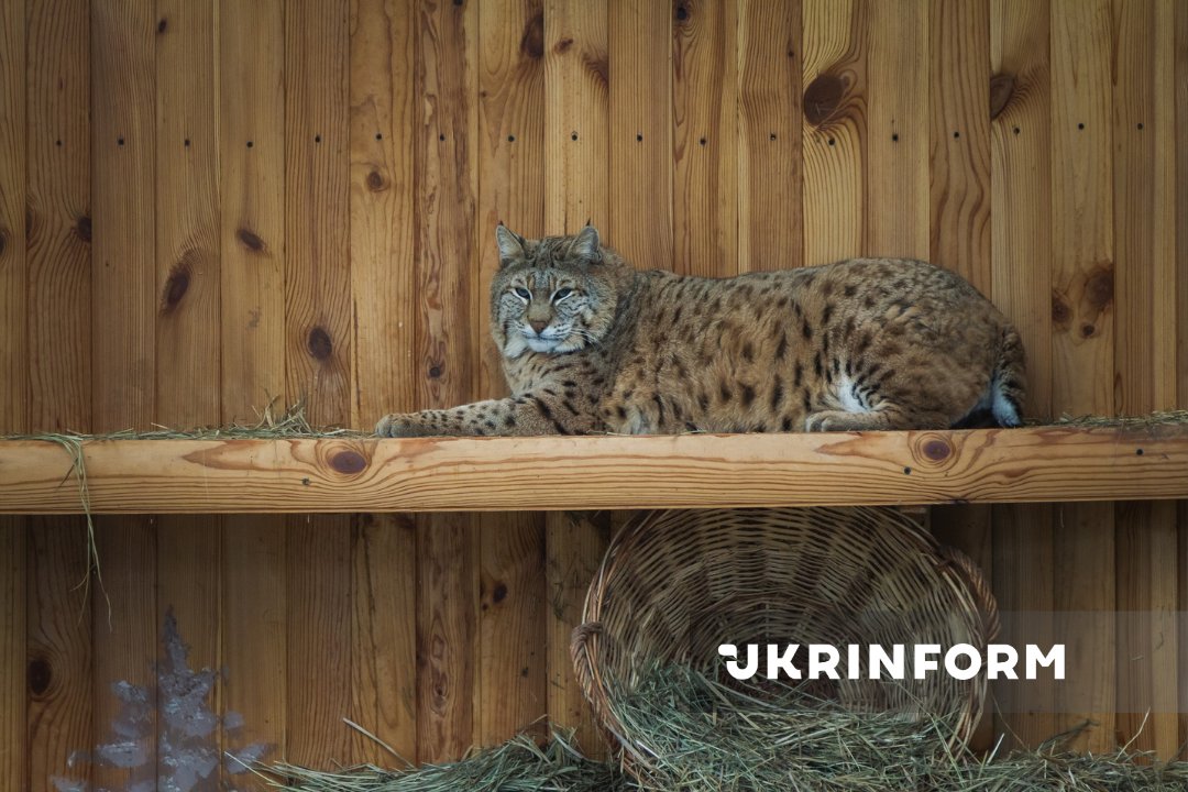 Ukrinform tweet media