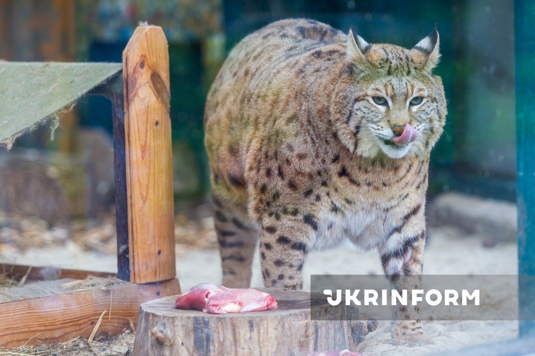 Ukrinform tweet media