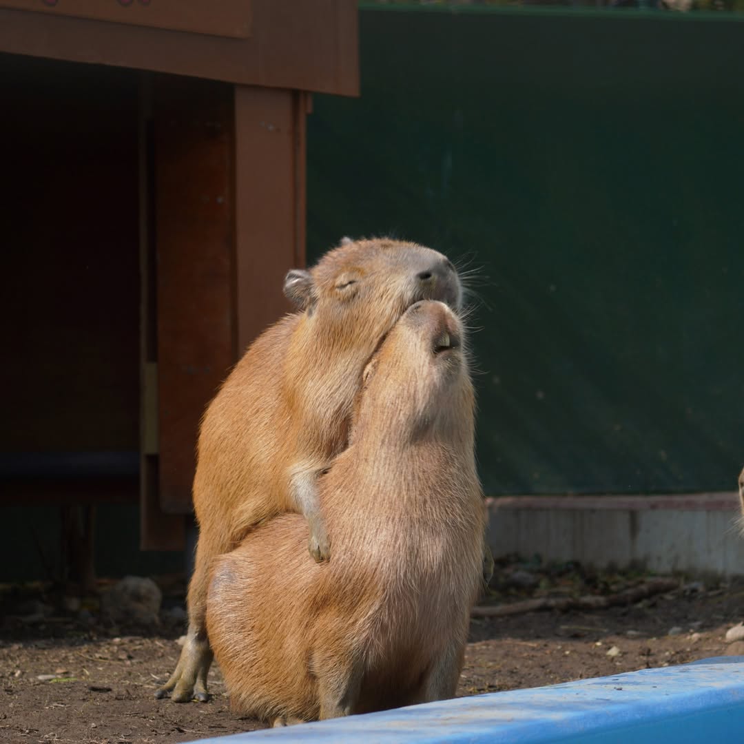 Ink Blot tweet media