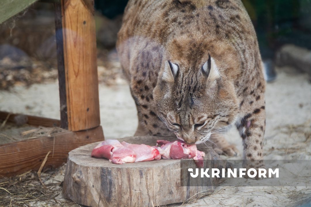 Ukrinform tweet media