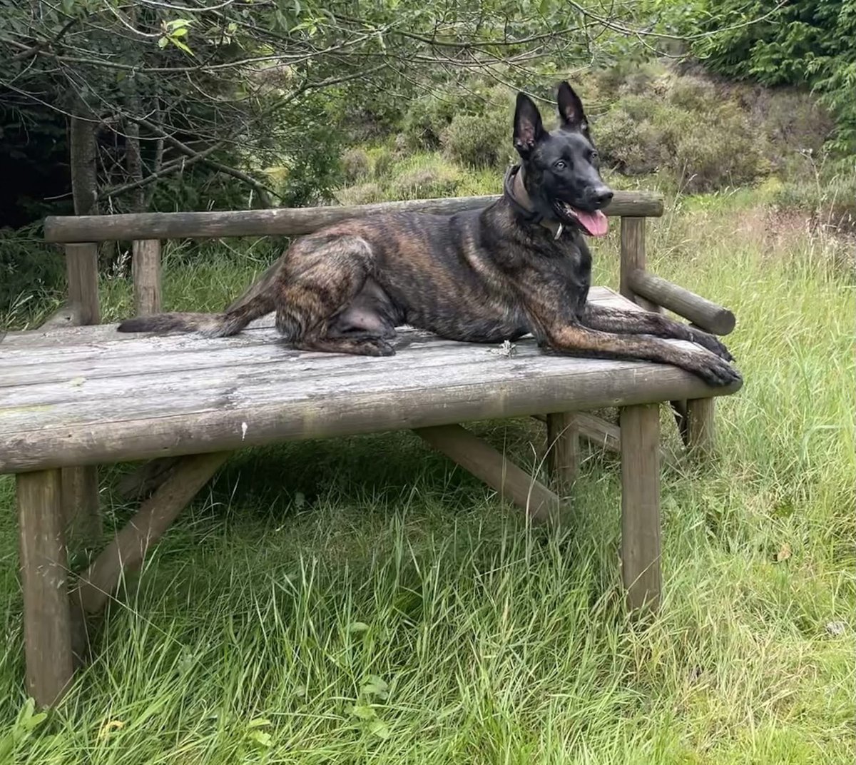 Help2Rehome Scotland tweet media