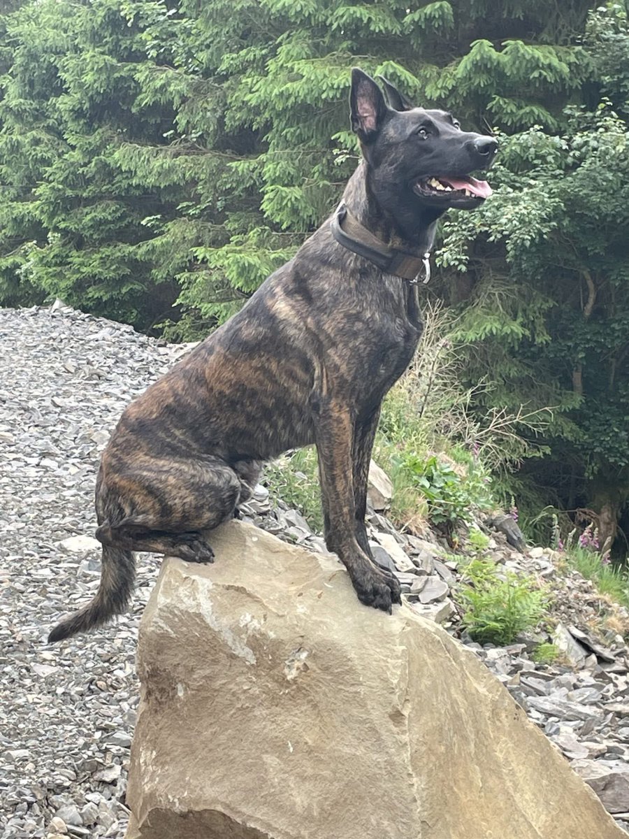 Help2Rehome Scotland tweet media