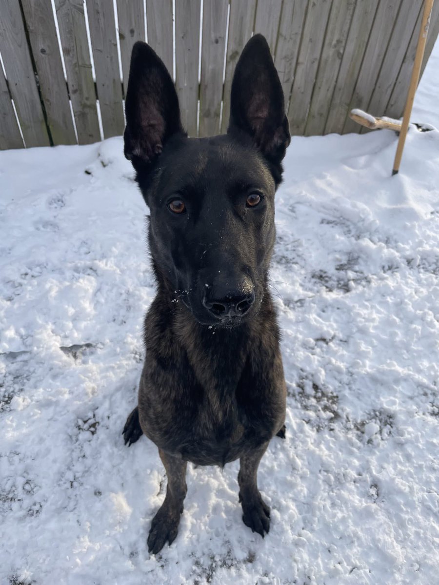 Help2Rehome Scotland tweet media