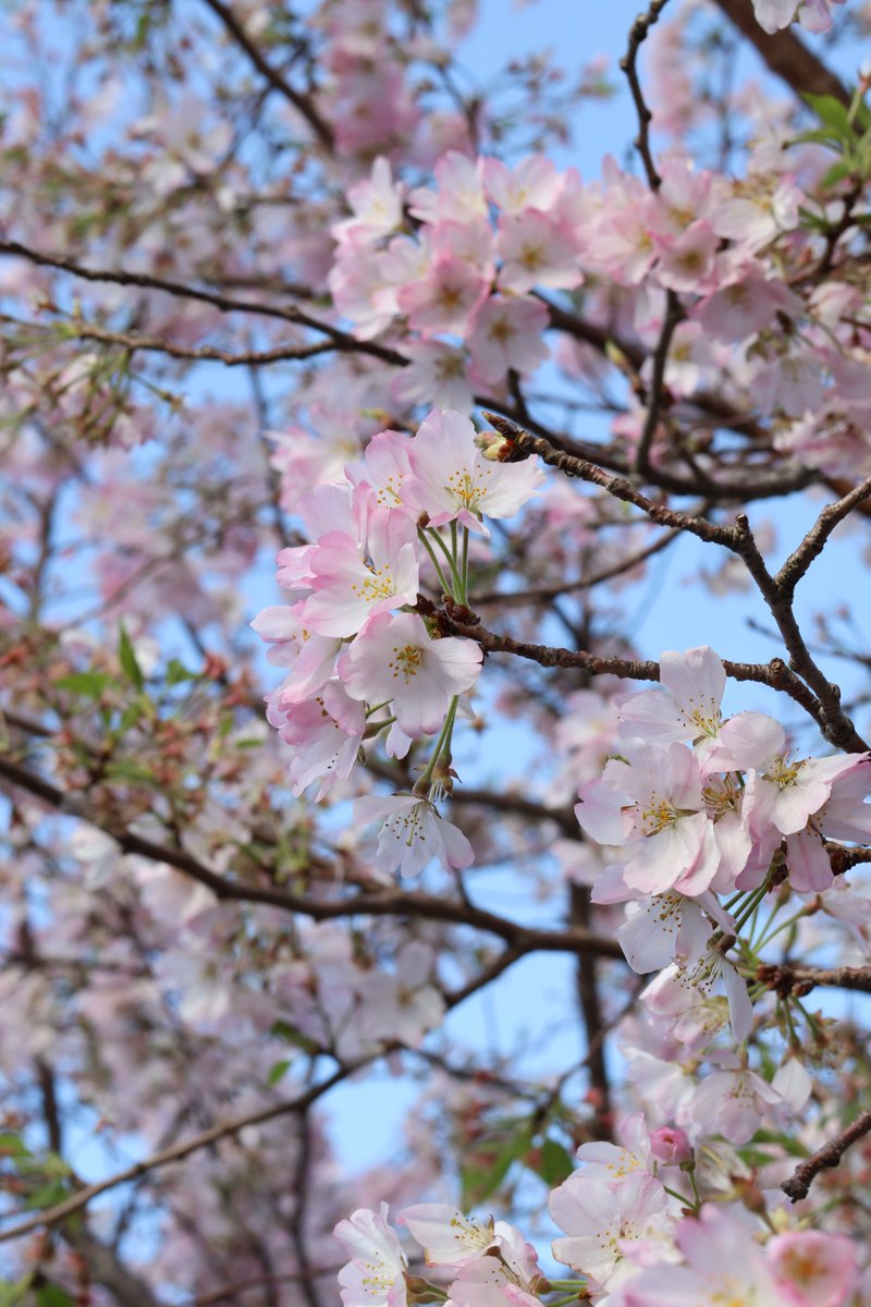 みっちぃ 【みつひろ・mitsu】 tweet media