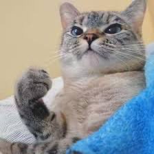 GentleBoo ⸝⸝ ✦ tweet media