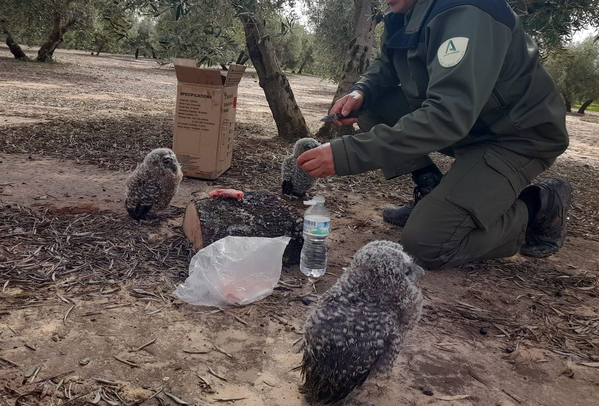 <a href="/AAMM_And/">Agentes Medioambientales de Andalucía</a> de <a href="/AndaluciaJunta/">Junta de Andalucía</a> realizando servicio de vigilancia y custodia del medio localizan y rescatan  tres pollos de cárabo del lecho de un arroyo encauzado.
#AAFFMM
#GuardianesDeLaNaturaleza
#AgentesMedioambientales
#RescateDeFauna
