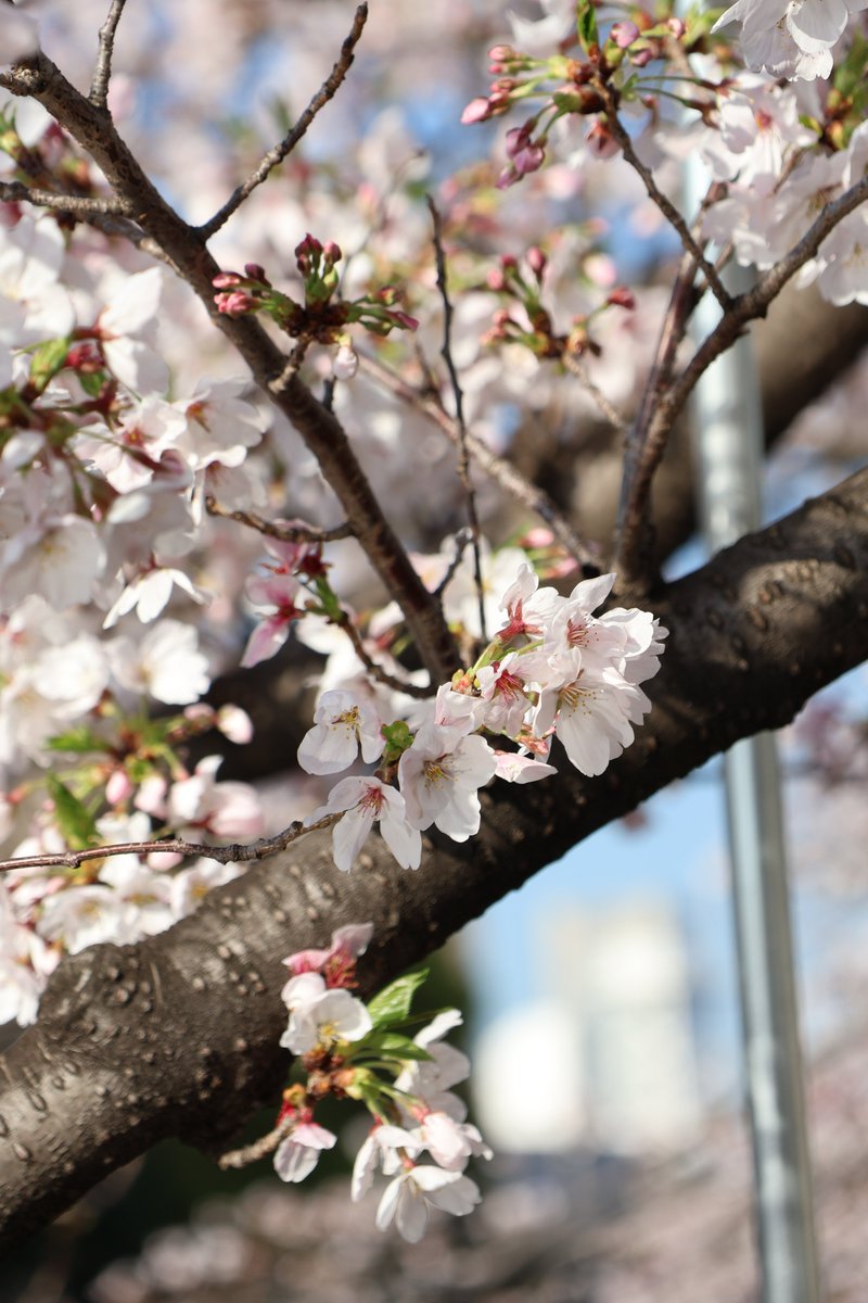 みっちぃ 【みつひろ・mitsu】 tweet media