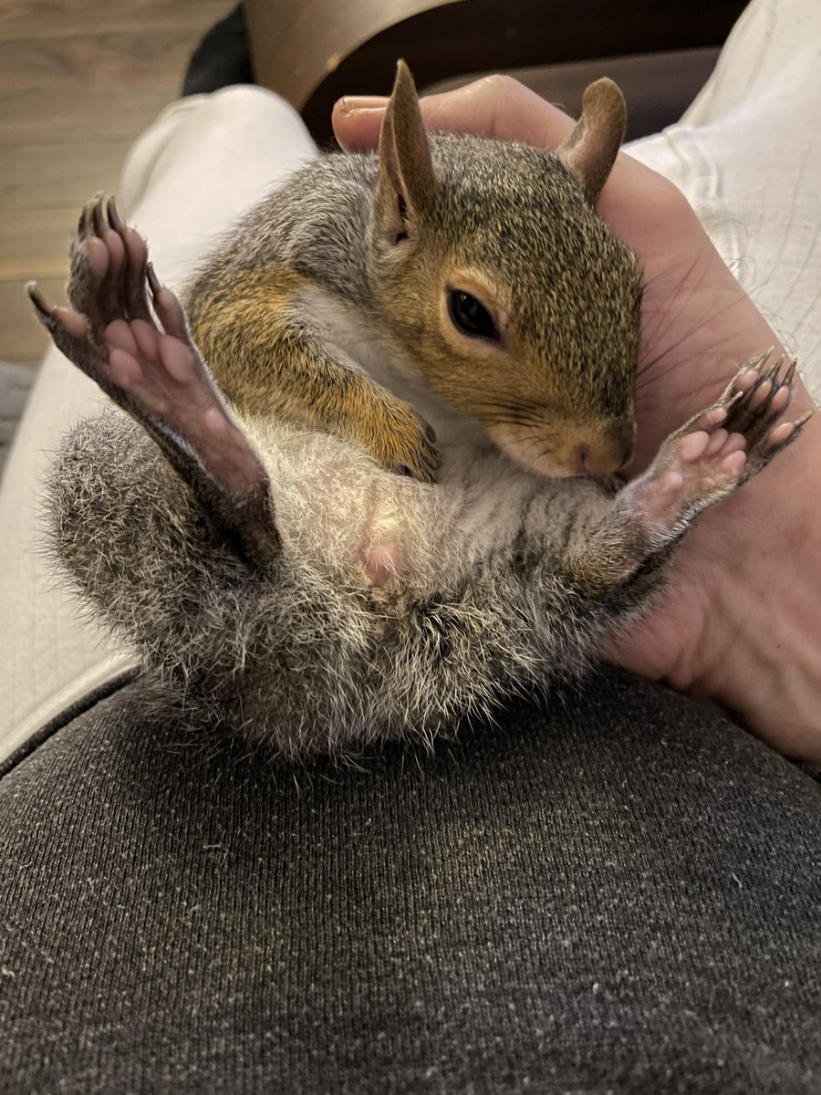 London Squirrels tweet media