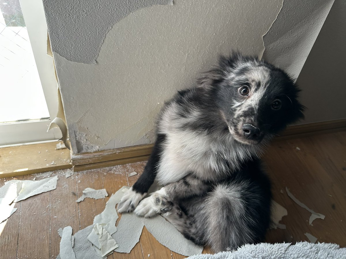 ハク様🐶🐶 tweet media