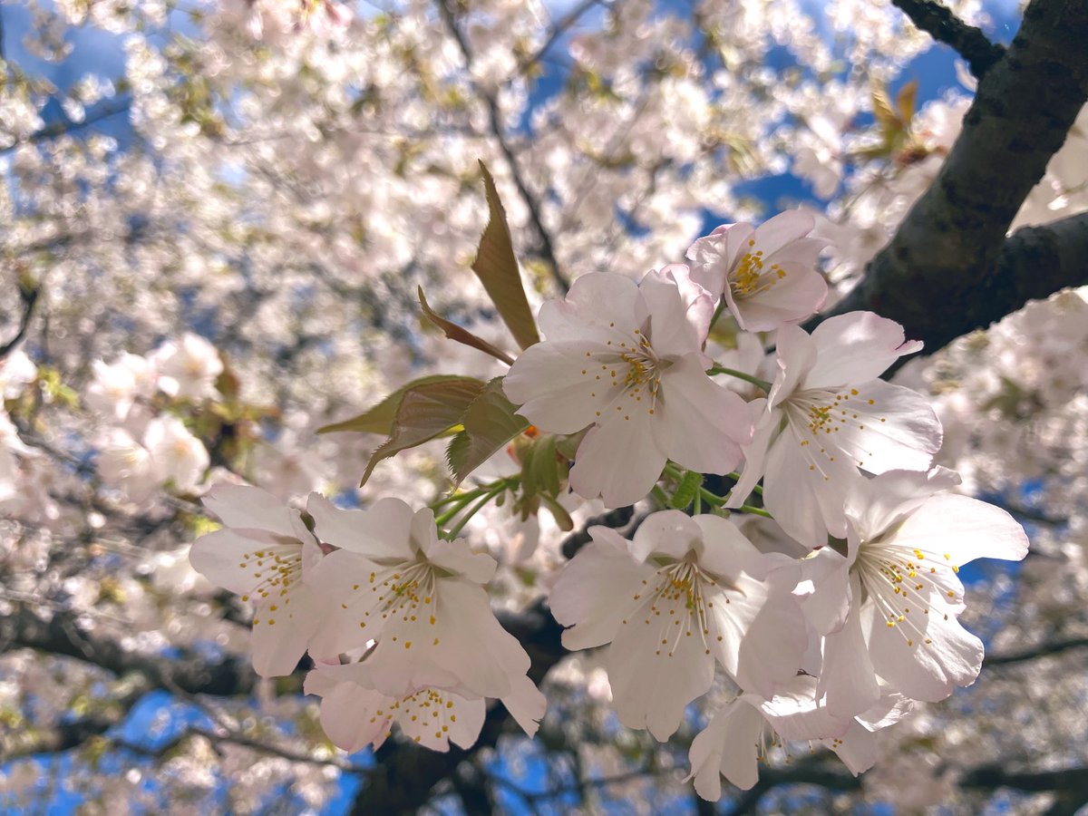 Mae_D1113's tweet photo. 桜🌸
お天気回復して良かった☺️
#VisuNui
#Ruiza https://t.co/7XJa67yTd3