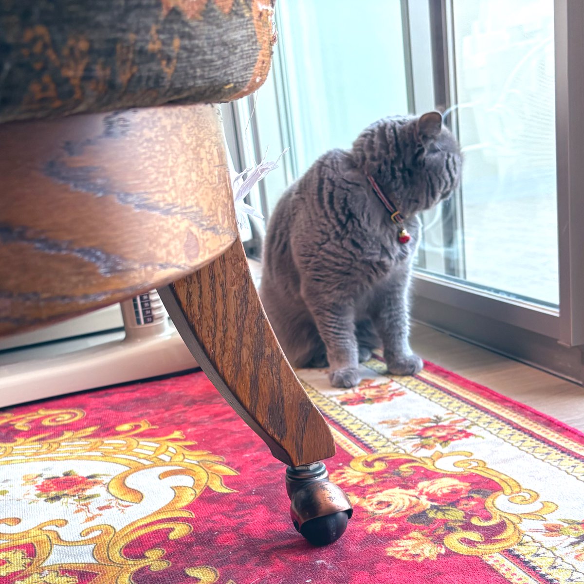 ぬこず🐈🐈‍⬛