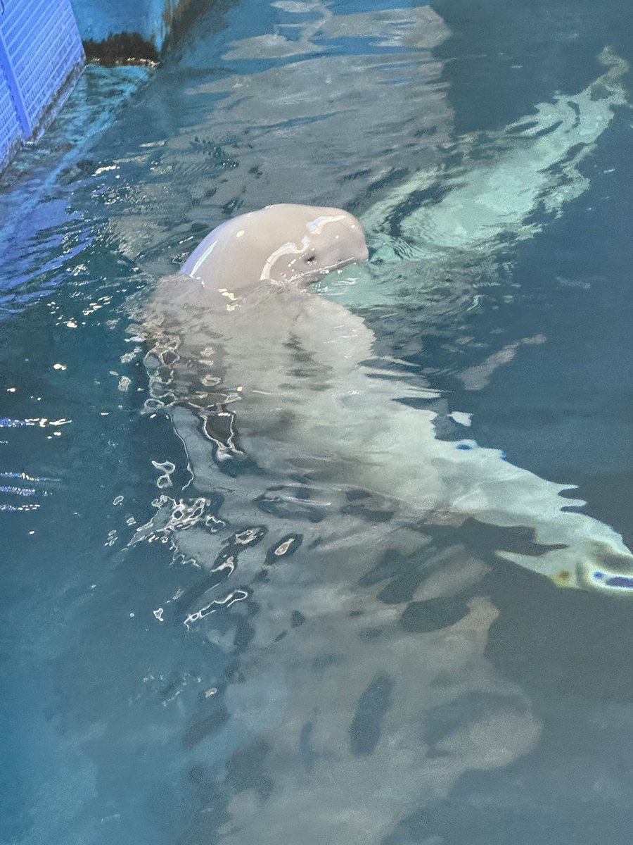 土城温美 tweet media