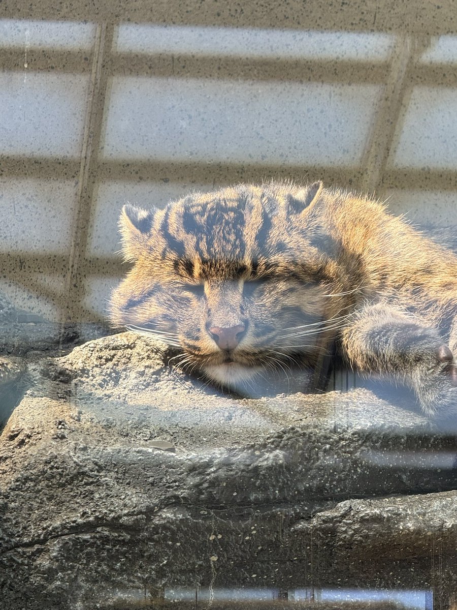 土城温美 tweet media