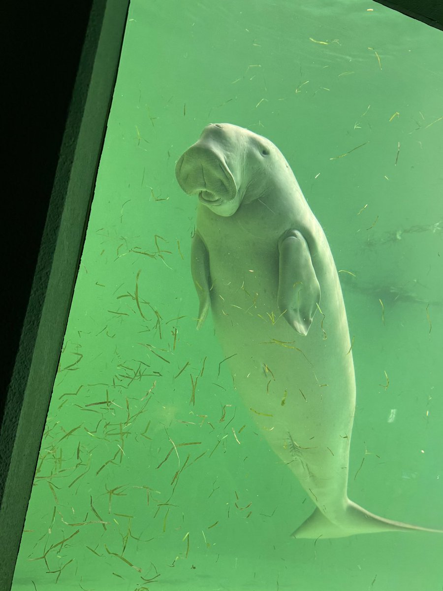 土城温美 tweet media