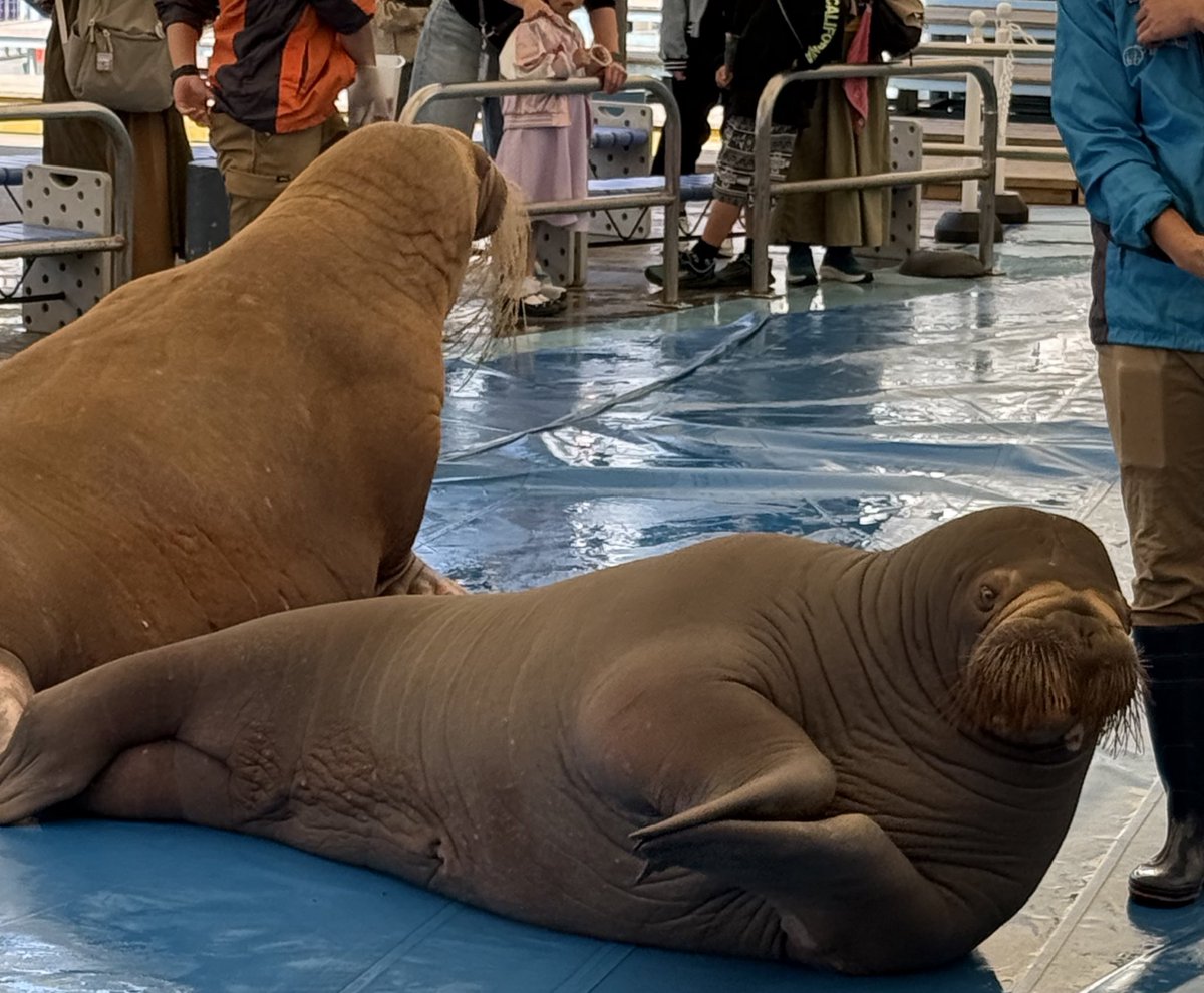 土城温美 tweet media