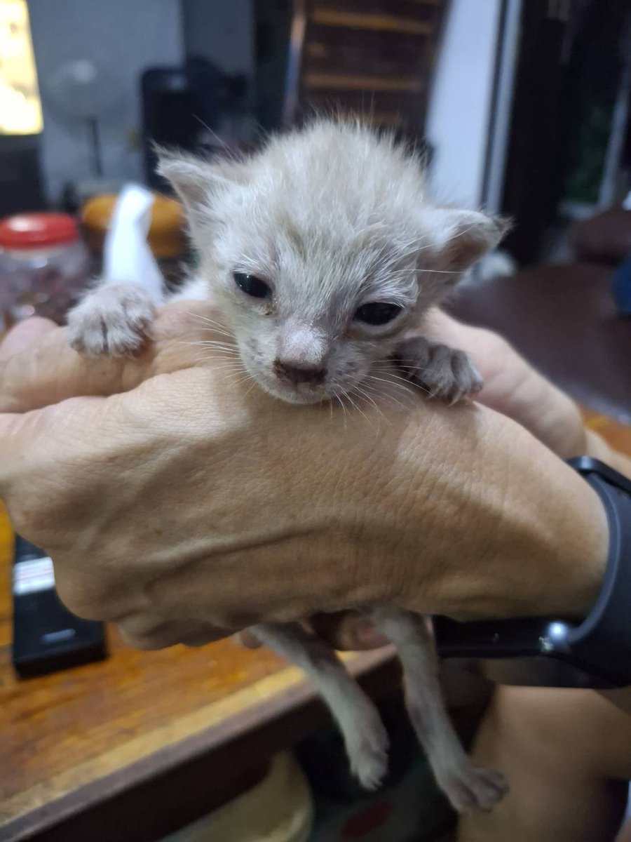 Catster & Co บ้านพักพิงแมวจร tweet media