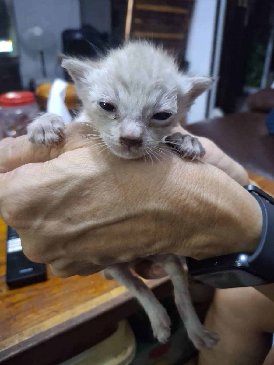 Catster & Co บ้านพักพิงแมวจร tweet media