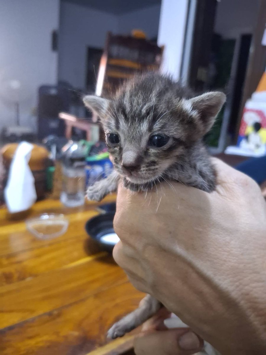 Catster & Co บ้านพักพิงแมวจร tweet media