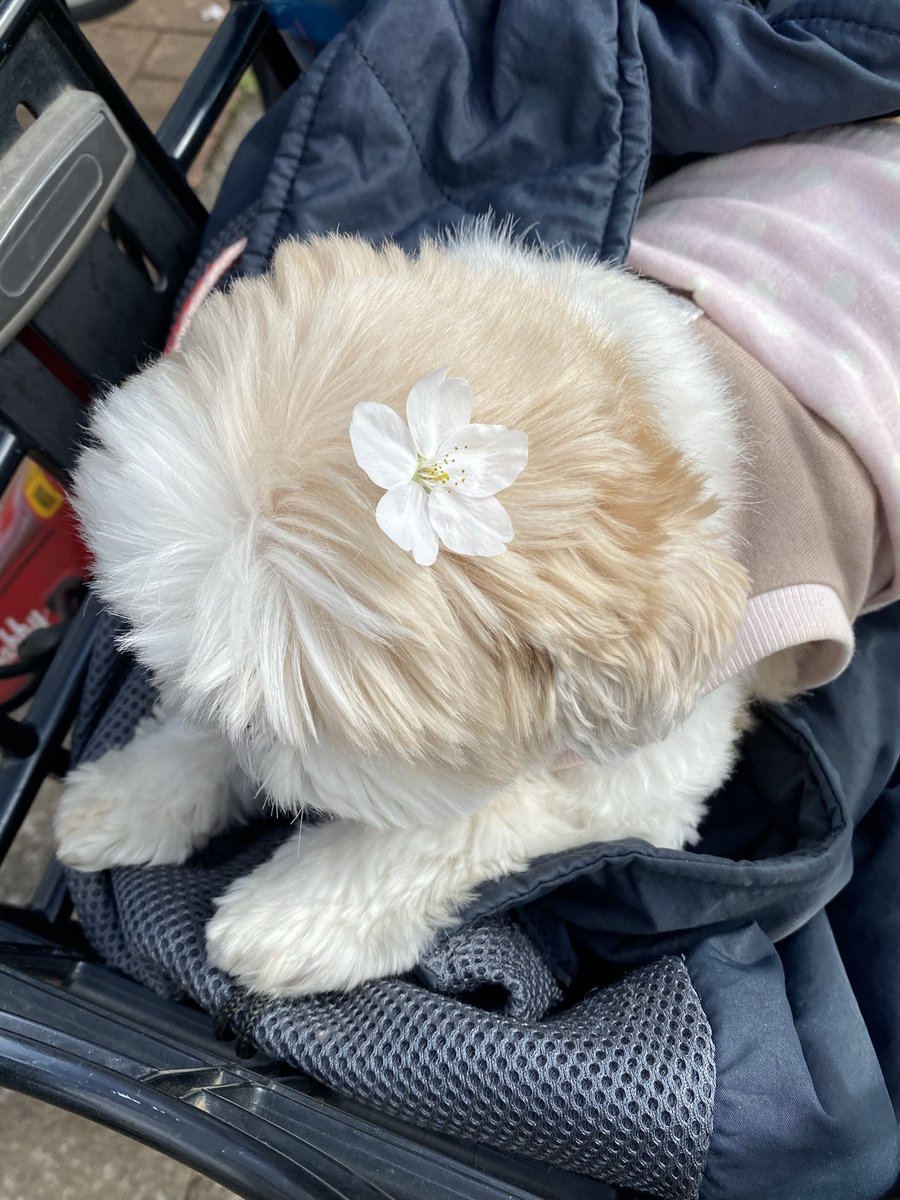 名犬おすし号＆名父さん tweet media