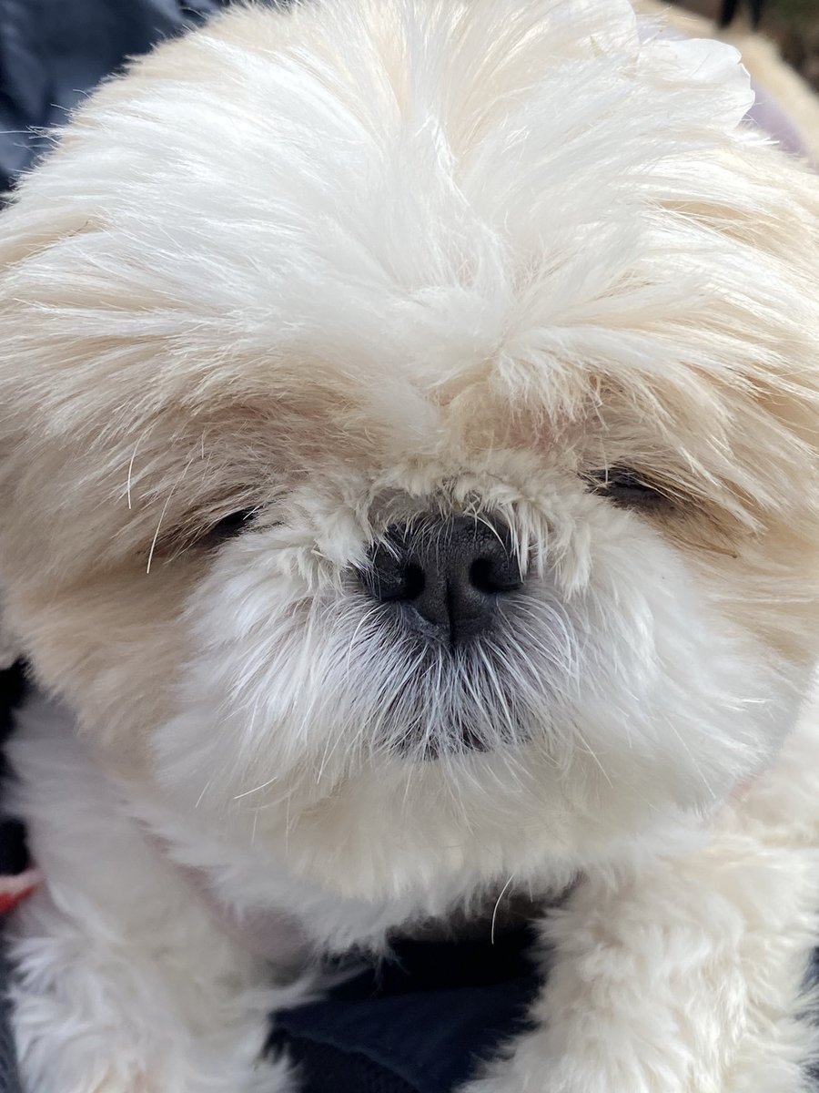 名犬おすし号＆名父さん tweet media