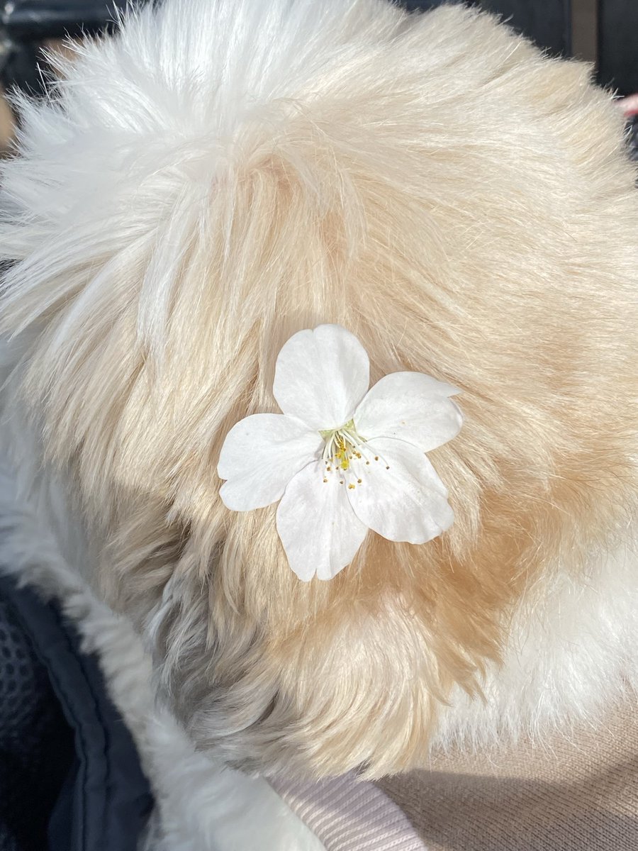 名犬おすし号＆名父さん tweet media