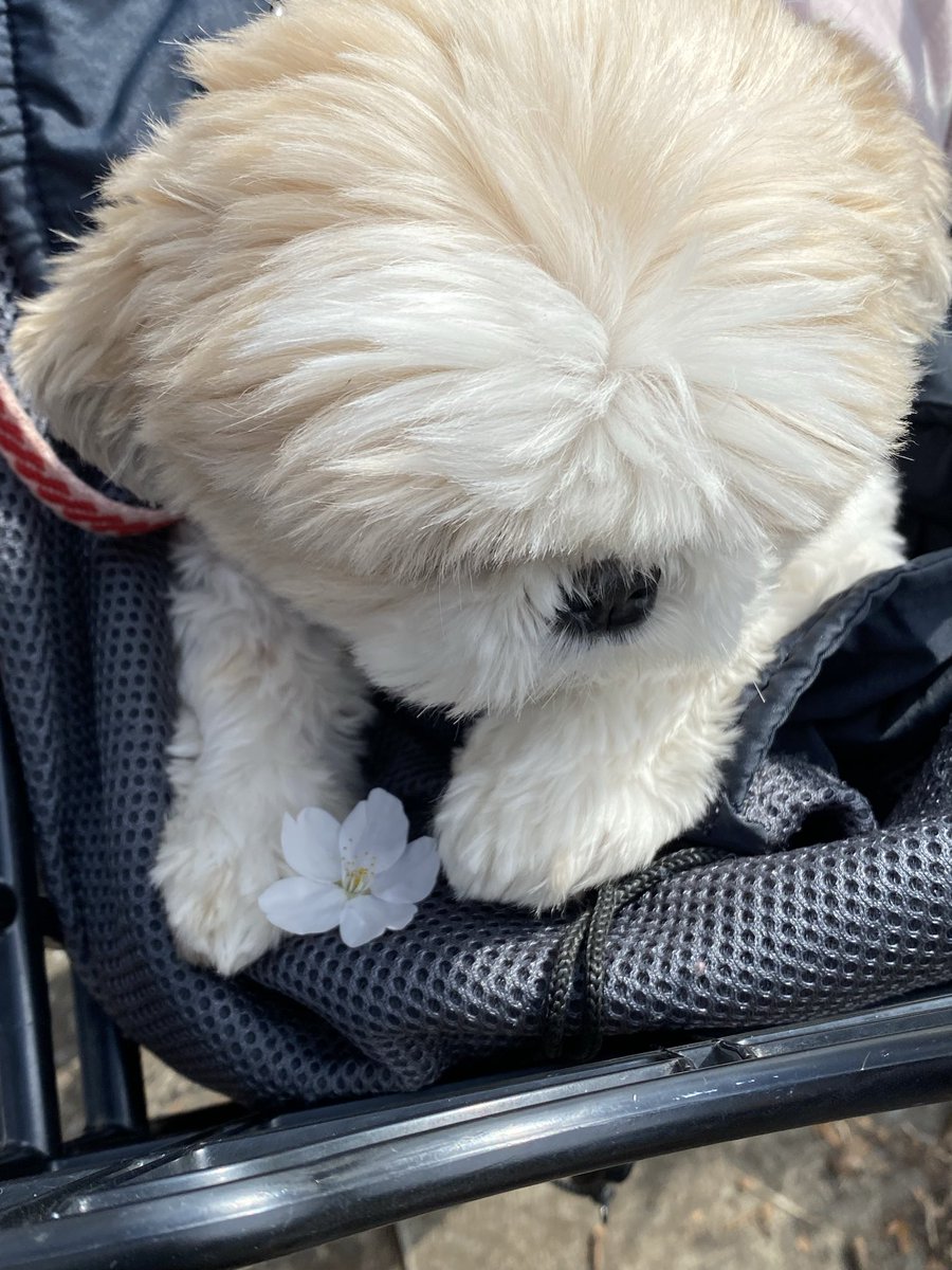 名犬おすし号＆名父さん tweet media