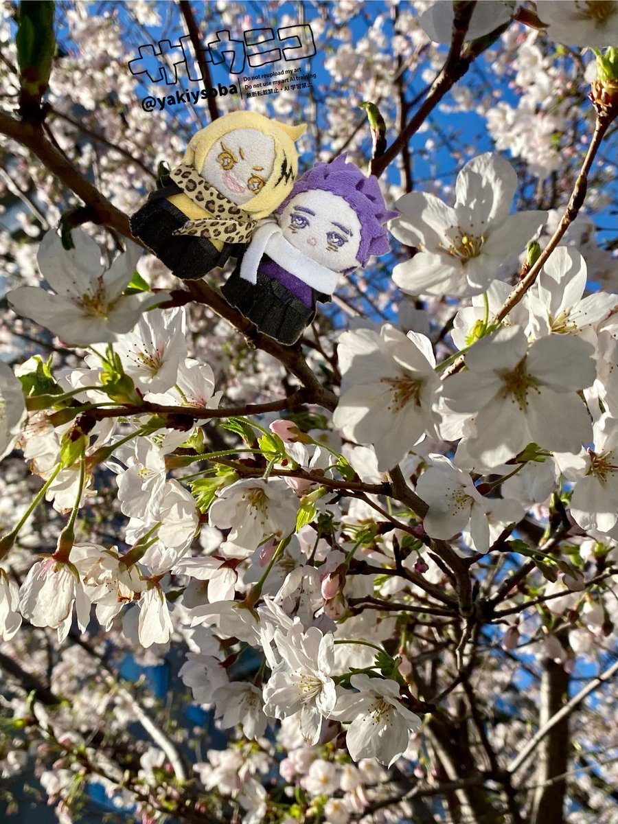 サトウ tweet media