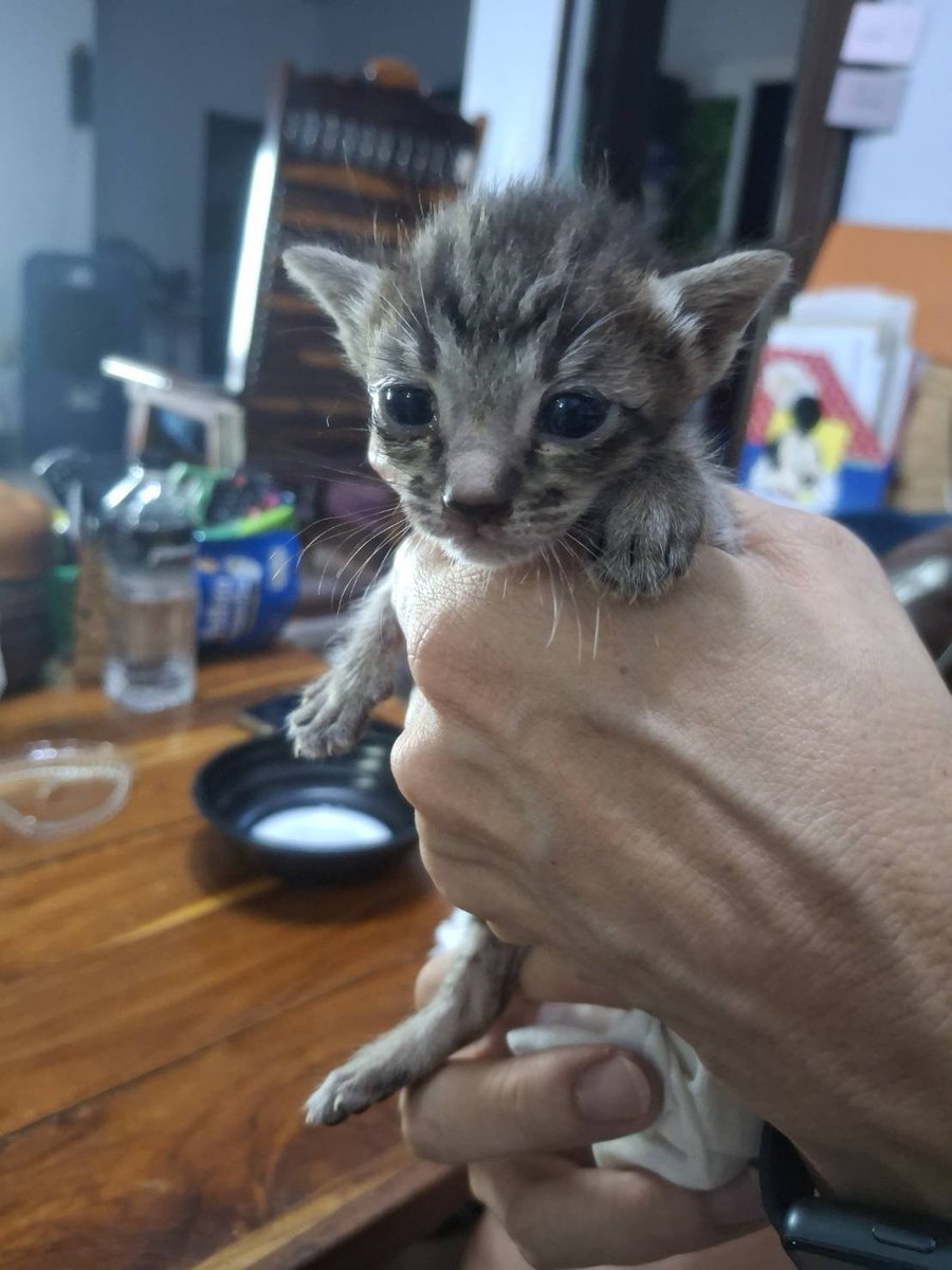 Catster & Co บ้านพักพิงแมวจร tweet media