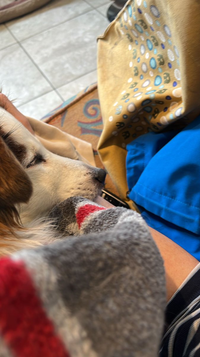 Manta_Wild's tweet photo. Rest in Peace to the best buddy of all time. There never was a dog like you, Russell. Thank you for all the memories. I love you and will miss you forever https://t.co/SeoLYmyA1y