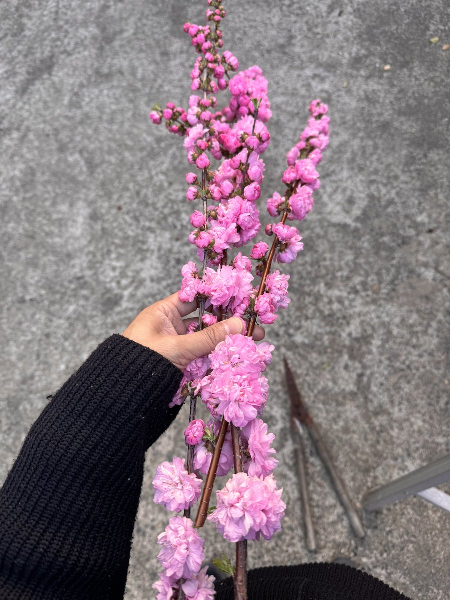 Sasulin🥬🏂🗽 🎣 tweet media