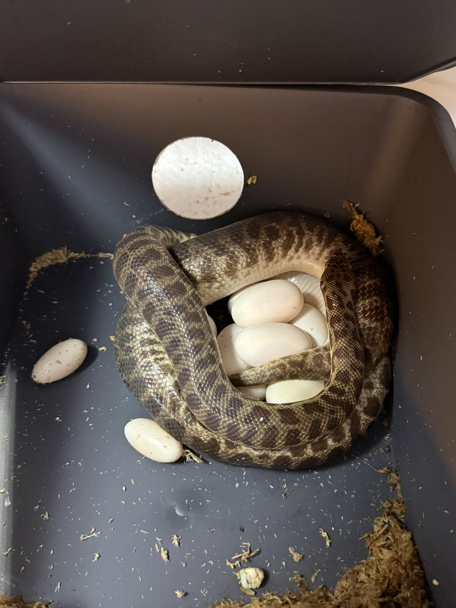 りょう tweet media