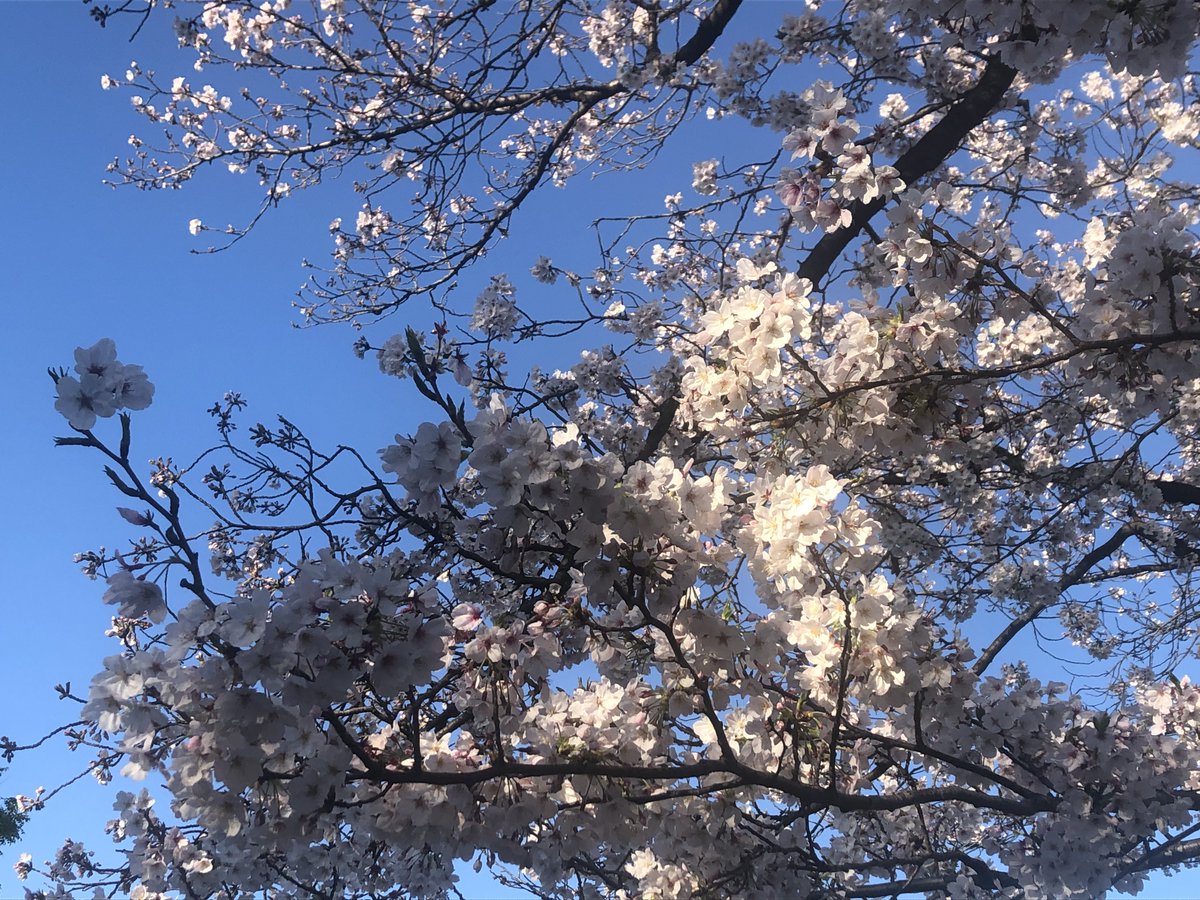 yui551091's tweet photo. 4月に入りましたね✨
先日の雨で散っちゃったかなと心配だったけど、今日みたらとっても綺麗に咲いていました〜青空に桜がとっても綺麗🌸 https://t.co/VFBxNyBiAp