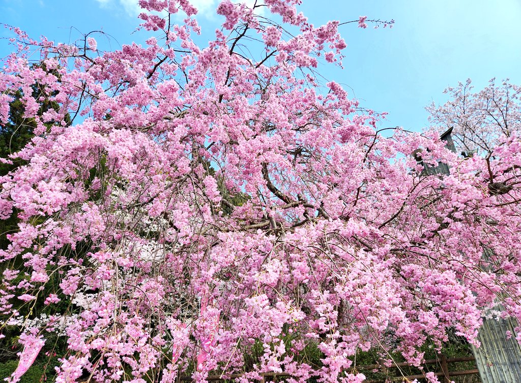 ぱっそ tweet media