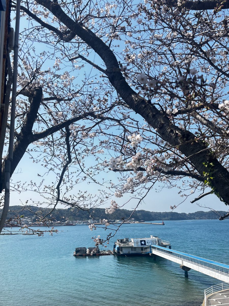 【公式】呼子萬坊（株式会社萬坊） tweet media