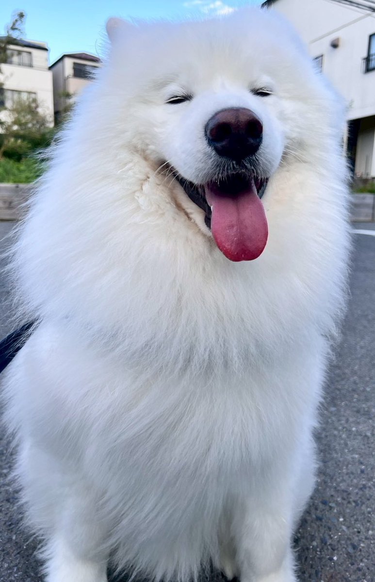 THE DAZS ダッツファミリーCh. tweet media