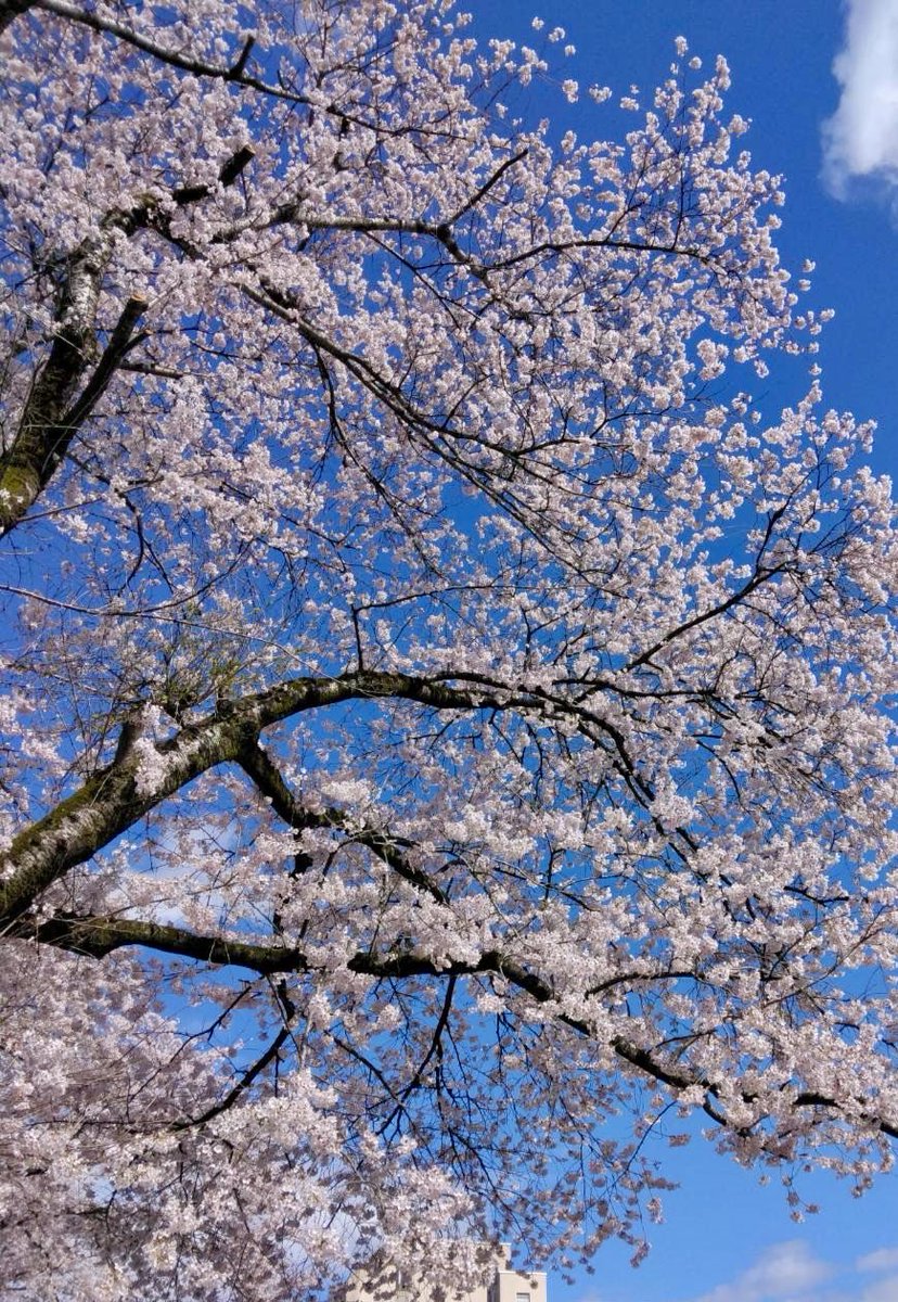 尾崎ヒカル tweet media