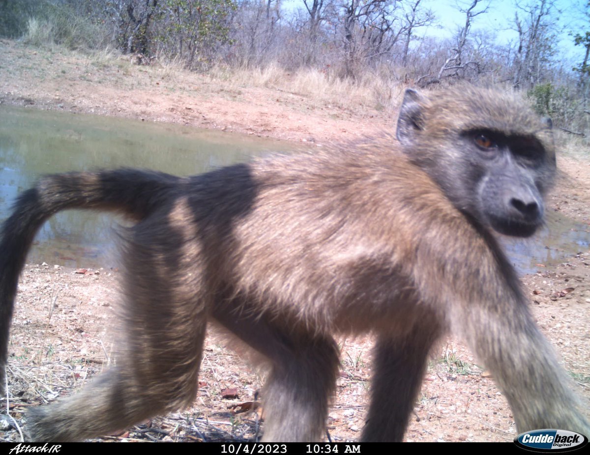 trailcam tweet media