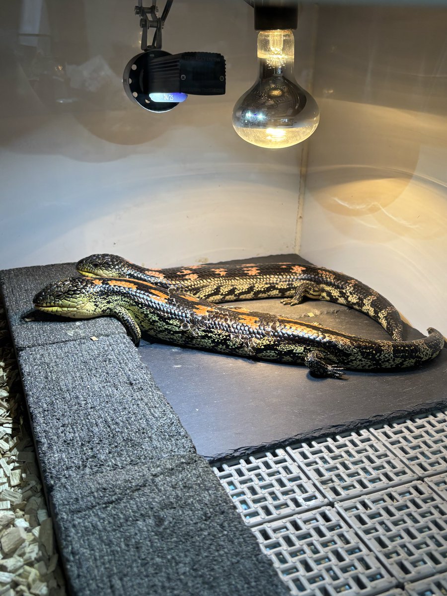 仲良く食後のバスキング☀️