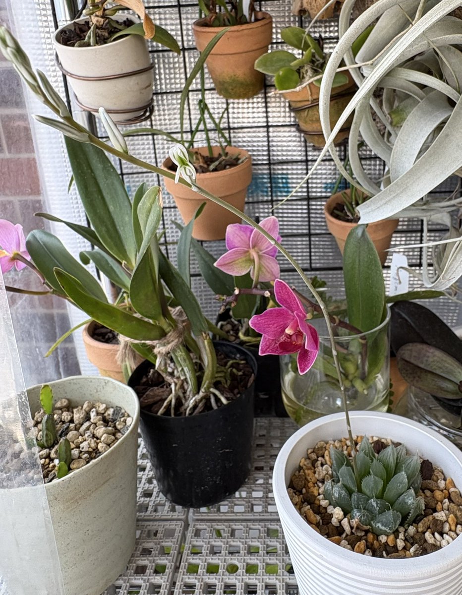 ꧁𑁍ふᥨㄘょ𐭋𑁍꧂ tweet media