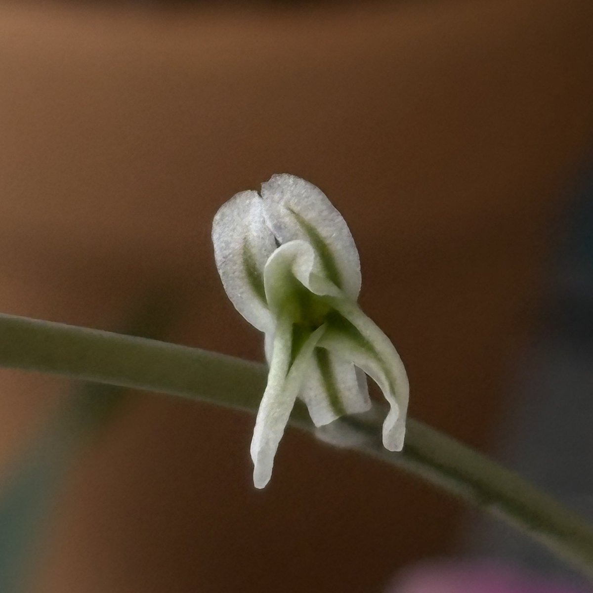 ꧁𑁍ふᥨㄘょ𐭋𑁍꧂ tweet media